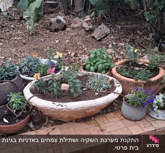 עציצים עם פרחים וצמחים בגינה